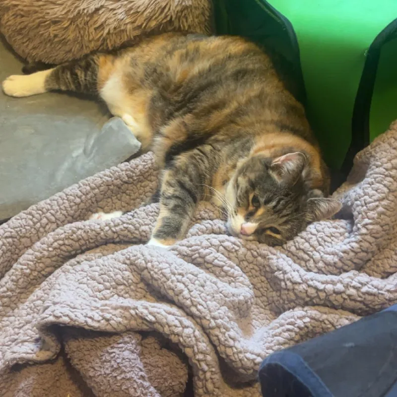 A senior small-sized female Calico American Shorthair cat named Rosebud for adoption in North Branford, CT