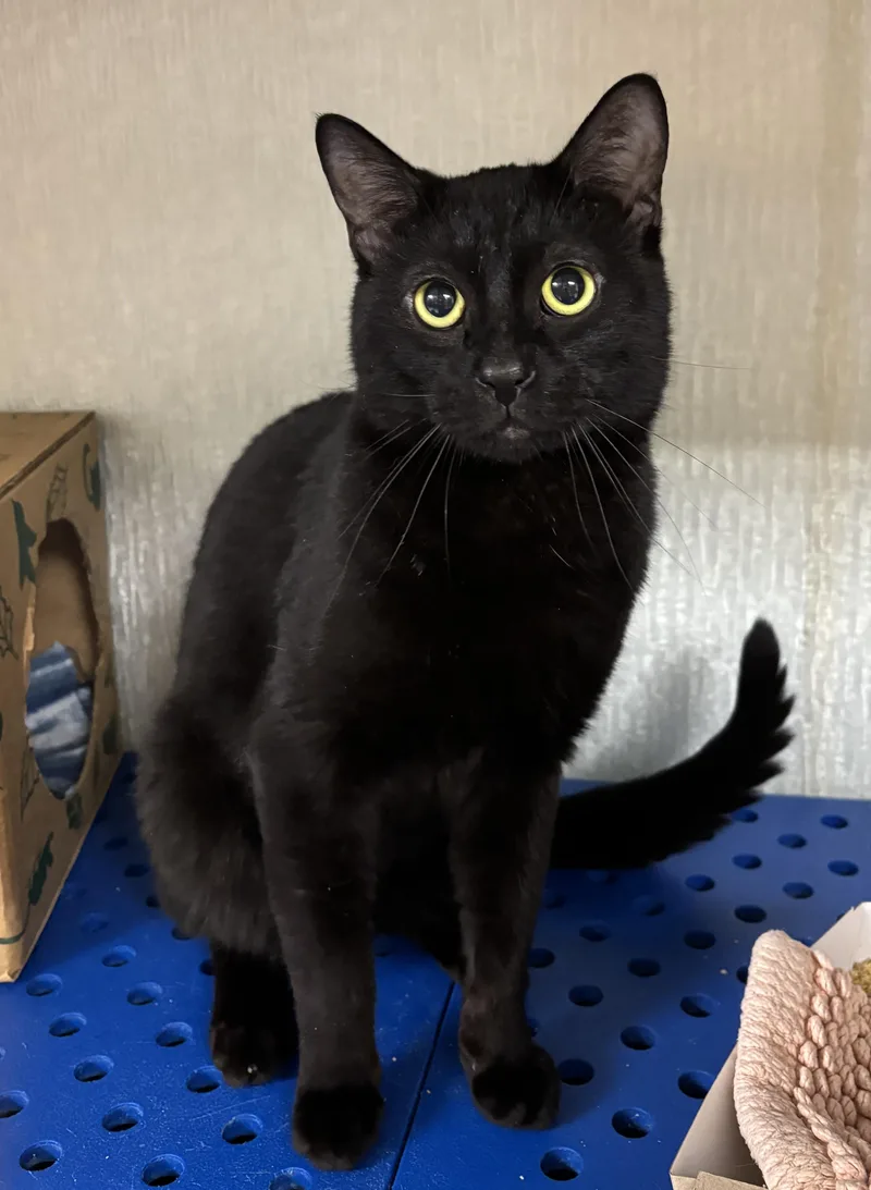 An adult medium-sized male Domestic Short Hair cat named Homer for adoption in Danville, IN