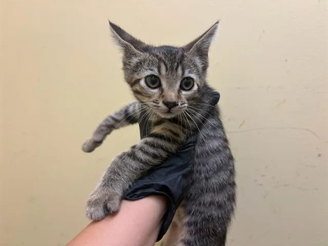 A baby small-sized female Domestic Short Hair cat named Niesha for adoption in Tustin, CA