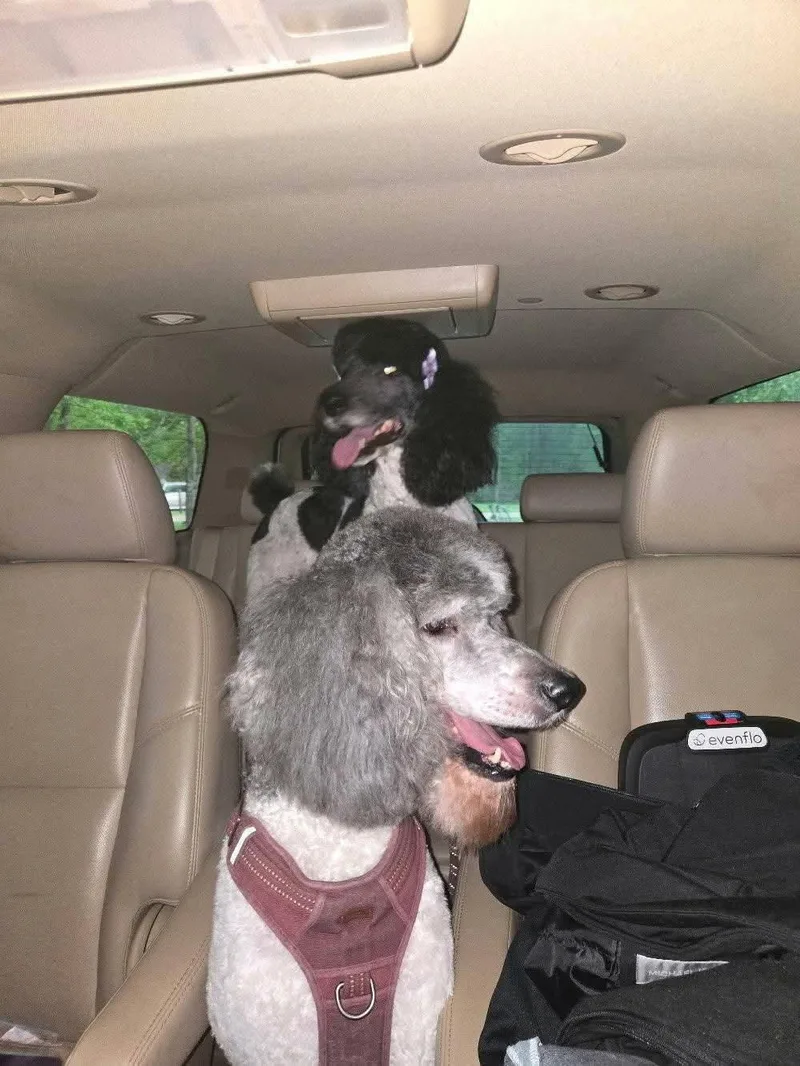 A senior medium-sized male Gray / Blue / Silver Standard Poodle dog named Surollo for adoption in Eatontown, NJ