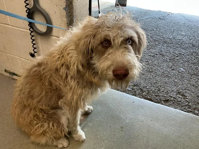 A young medium-sized female Terrier dog named Lucy for adoption in San Bernardino, CA