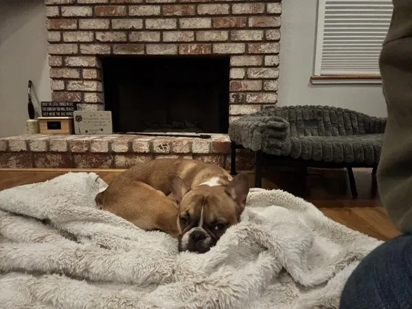 An adult small-sized male French Bulldog dog named Frankie Says Relax for adoption in Vallejo, CA