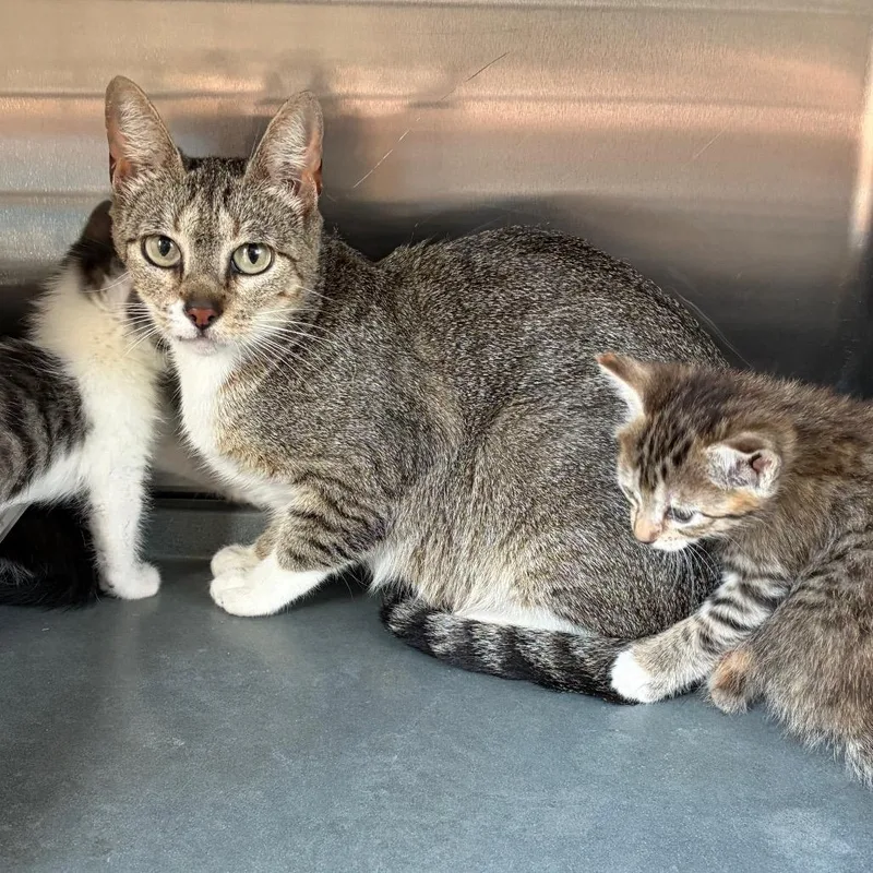 An adult medium-sized female Brown / Chocolate Domestic Short Hair cat named Katie for adoption in Edinburg, TX