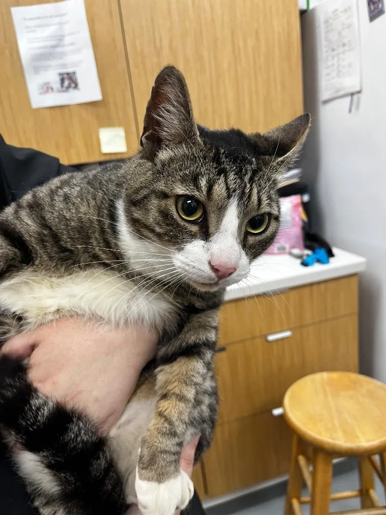 A young small-sized male Domestic Short Hair cat named Bruiser for adoption in Hartsville, SC