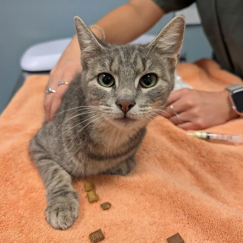 An adult medium-sized female Domestic Short Hair cat named Roly Poly for adoption in New Castle, DE