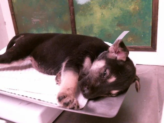 A baby small-sized male German Shepherd Dog dog named Levi for adoption in Houston, TX