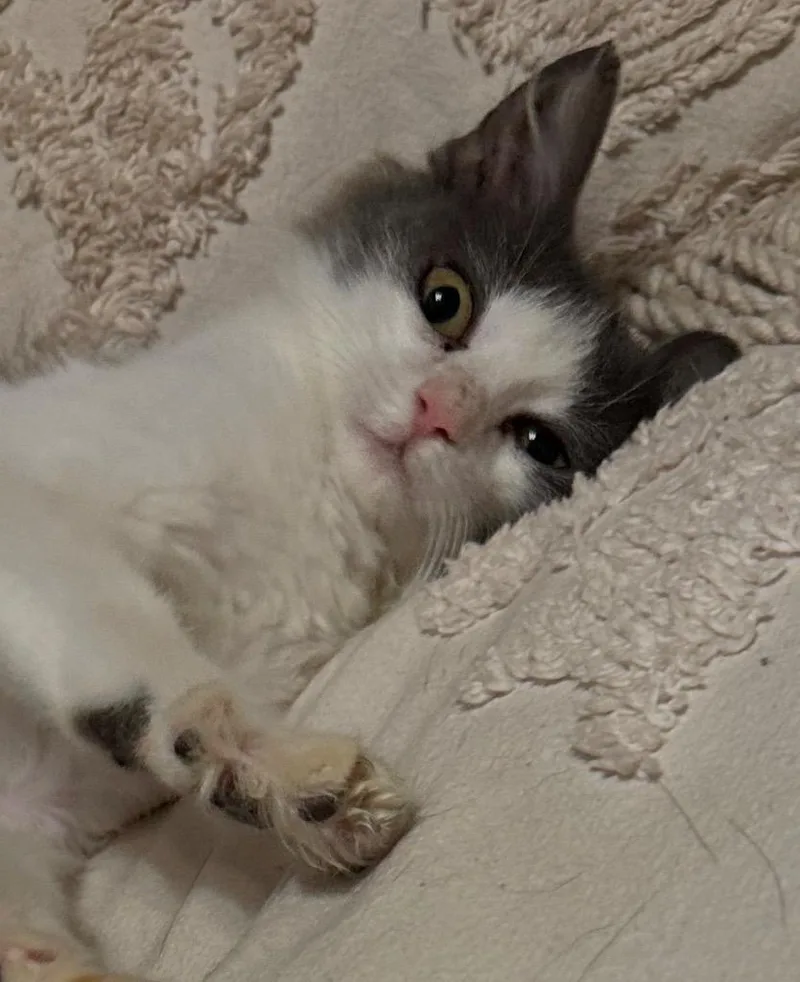 A baby small-sized female Manx cat named Lala McNuggett for adoption in Darien, GA