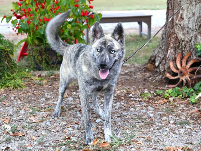 An adult medium-sized female Husky dog named Bridget for adoption in Humboldt, TN