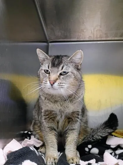 An adult small-sized female Domestic Short Hair cat named Pitty Pat for adoption in Beatrice, NE