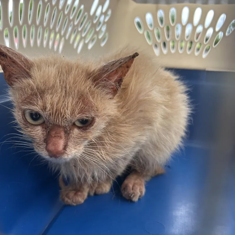 A young medium-sized male Orange / Red Domestic Short Hair cat named Potro for adoption in Leander, TX