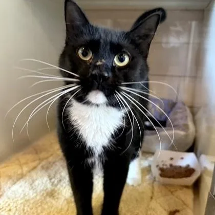 A young large-sized male Black & White / Tuxedo Domestic Short Hair cat named Clyde for adoption in Fernandina Beach, FL