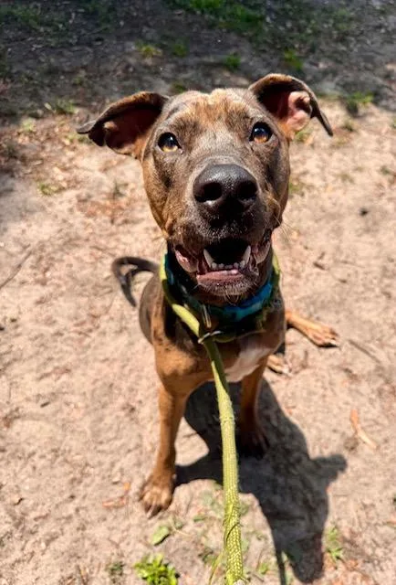 A young medium-sized female Catahoula Leopard Dog dog named Freya for adoption in New Smyrna Beach, FL