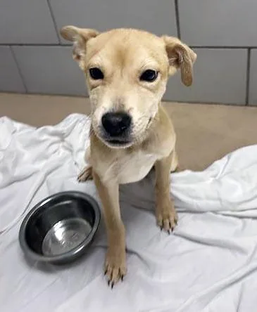 A baby small-sized male Yellow / Tan / Blond / Fawn Mixed Breed dog named Ziplock for adoption in Nashville, TN