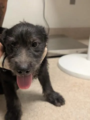 A young small-sized male Terrier dog named Pup for adoption in Bakersfield, CA