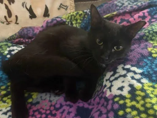 A young medium-sized female Black Domestic Short Hair cat named Elsa for adoption in Raleigh, NC
