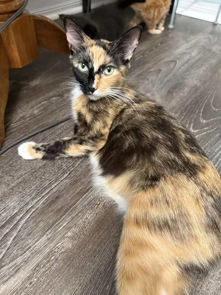 A young medium-sized female Domestic Short Hair cat named Lenora for adoption in Clinton Township, MI
