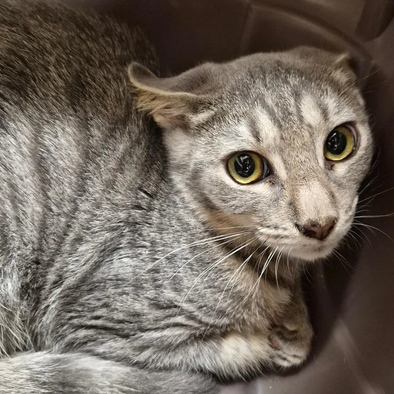 A baby medium-sized male Brown / Chocolate Domestic Short Hair cat named Simon for adoption in Chattanooga, TN