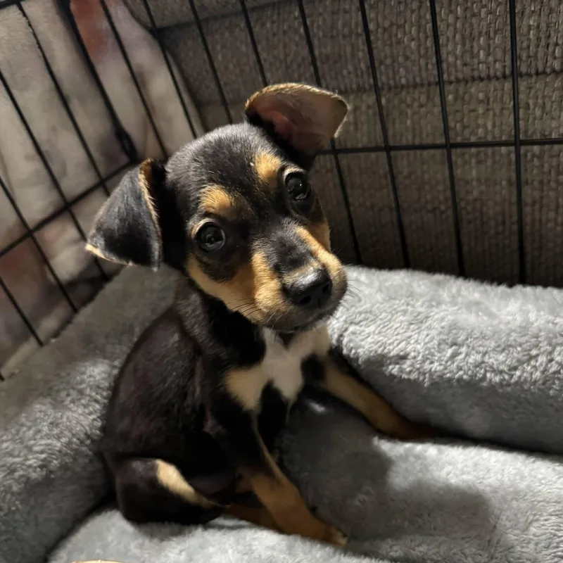 A baby small-sized female Black Chihuahua dog named Tiny for adoption in Waxhaw, NC