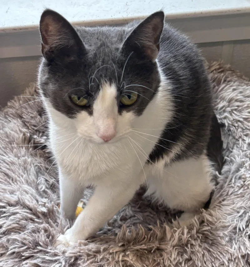 An adult medium-sized female Gray & White Tuxedo cat named Sugar for adoption in Warwick, NY