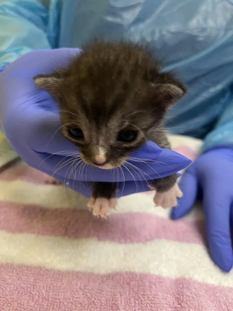 A baby small-sized male Tabby (Gray / Blue / Silver) Domestic Short Hair cat named Tigris for adoption in Raleigh, NC