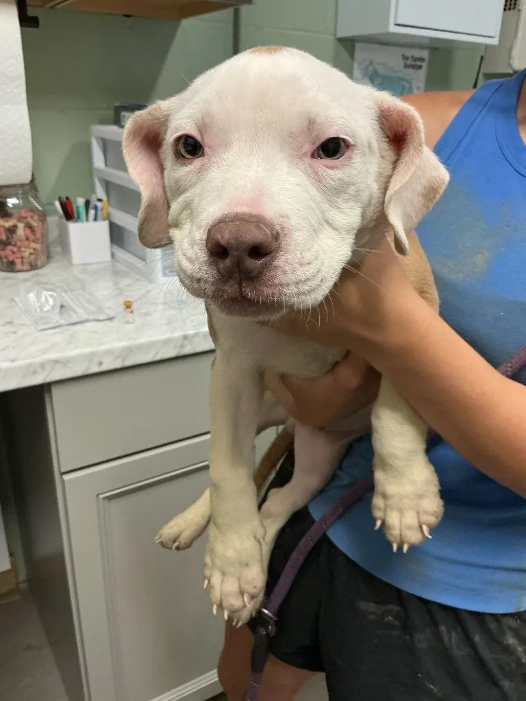 A baby small-sized male American Bulldog dog named Ryan for adoption in Dyersburg, TN