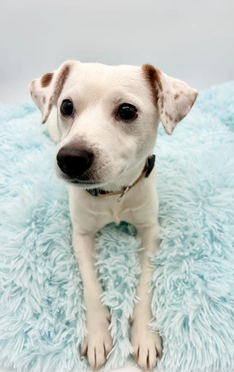 A young small-sized male White / Cream Jack Russell Terrier dog named Wishbone for adoption in Covington, LA