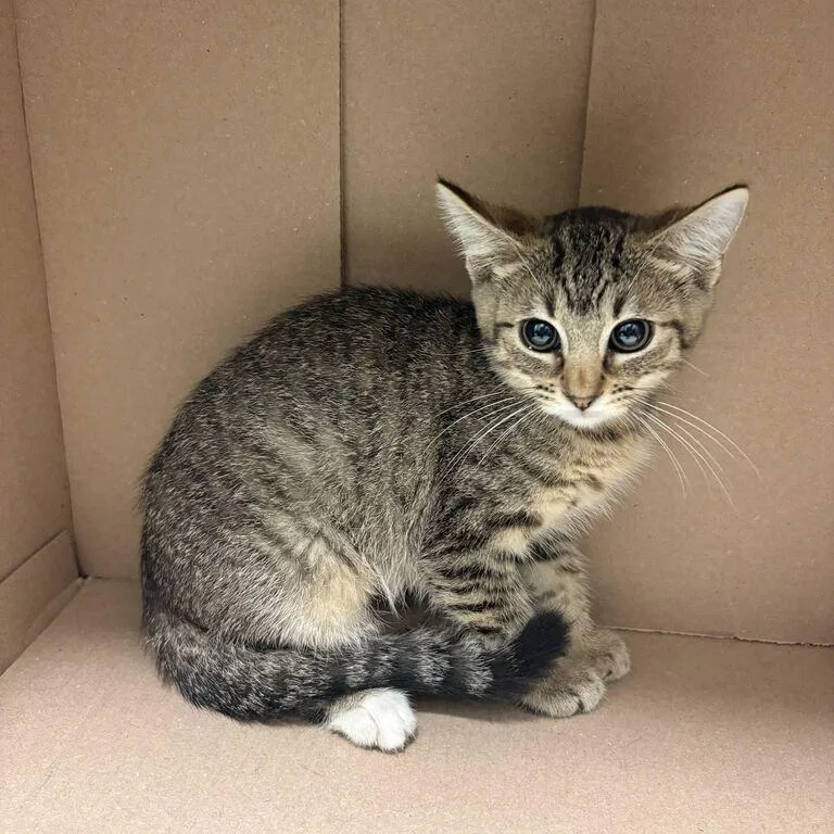 A baby small-sized female Domestic Short Hair cat named Goblan for adoption in Davenport, IA