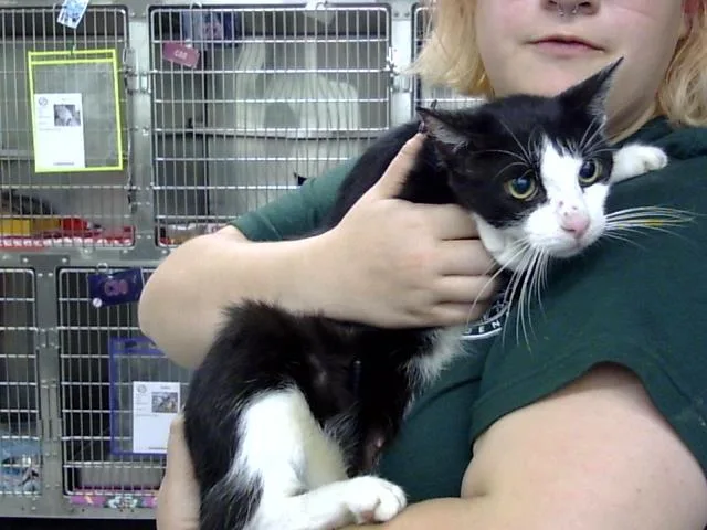 An adult medium-sized female Domestic Short Hair cat named Cassie for adoption in Pasadena, TX