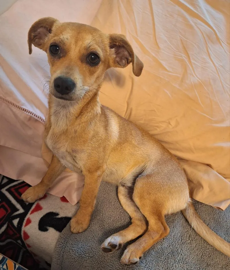 A young small-sized female Apricot / Beige Chiweenie dog named Jenny for adoption in Melbourne, AR