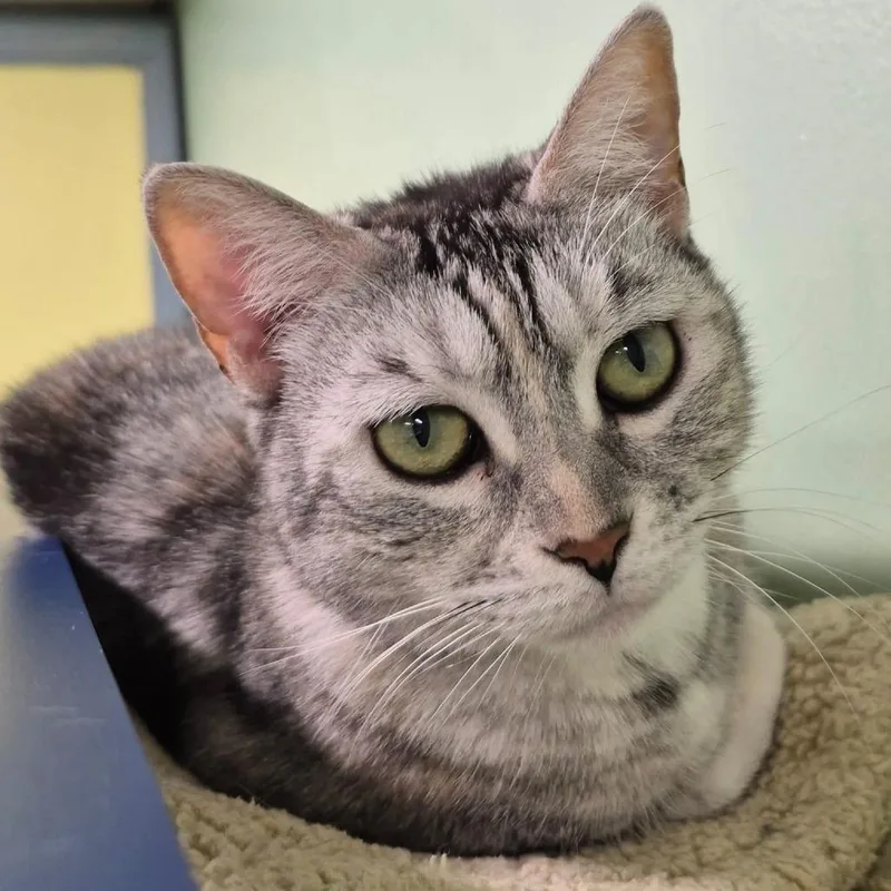 An adult medium-sized female Gray / Blue / Silver Domestic Short Hair cat named Foxy Lady for adoption in Lauderhill, FL