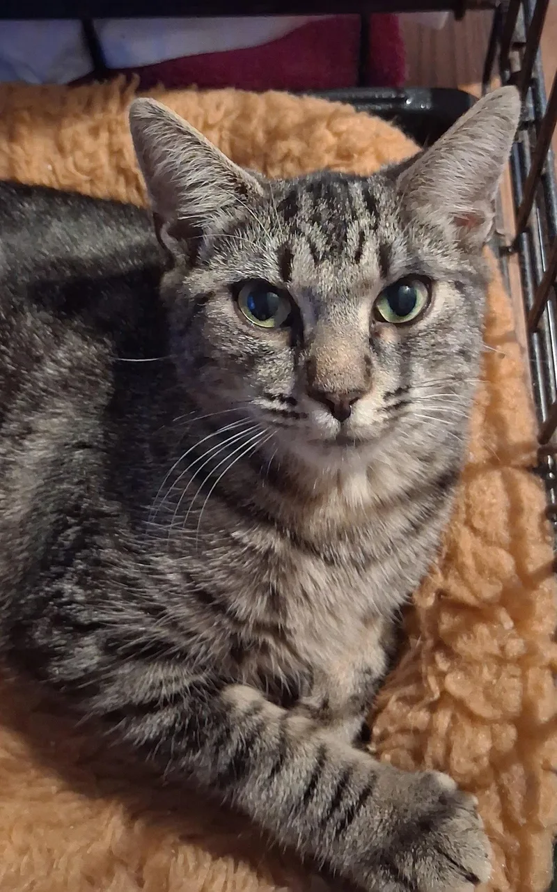 A young medium-sized female Domestic Short Hair cat named Alicja for adoption in Satellite Beach, FL