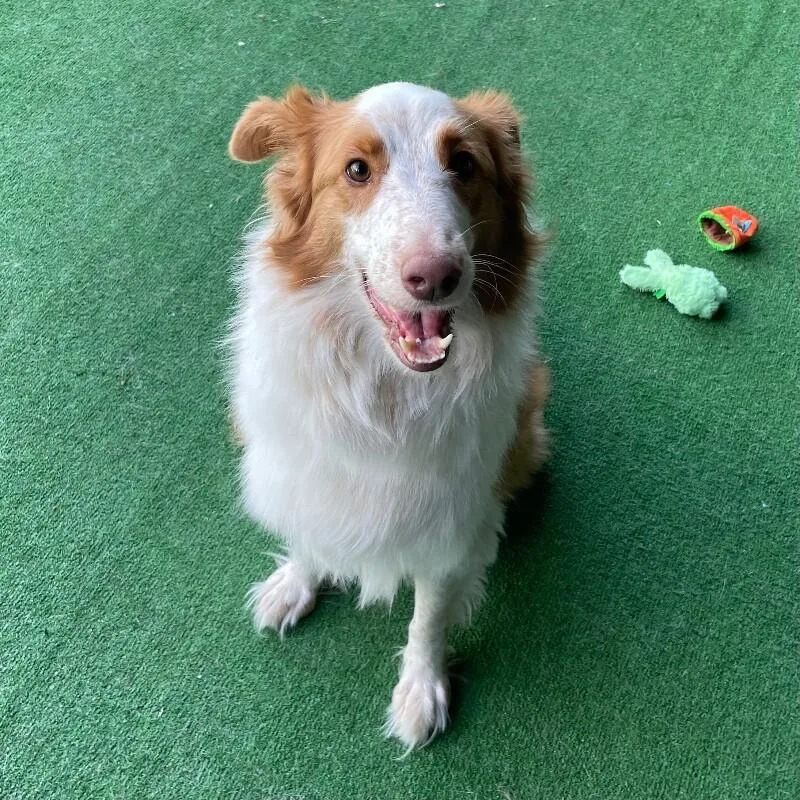 An adult large-sized female Collie dog named Luna for adoption in Roanoke, VA