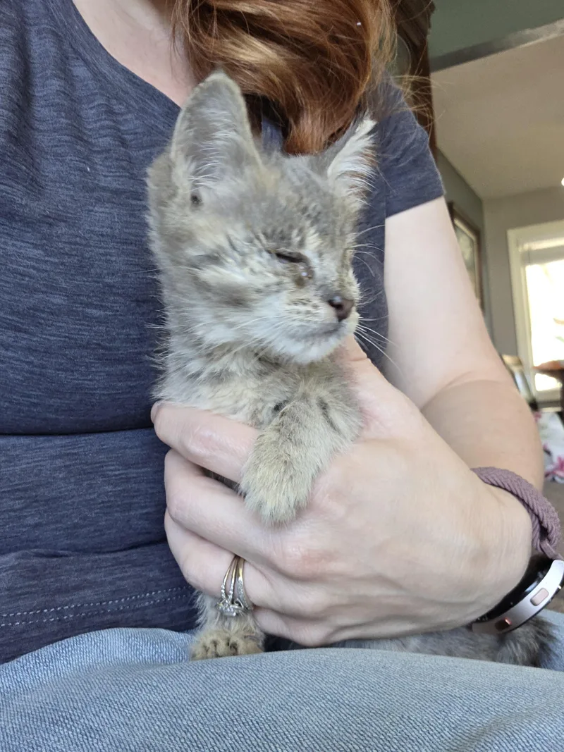 A baby small-sized male Domestic Short Hair cat named Peekaboo for adoption in Heyburn, ID
