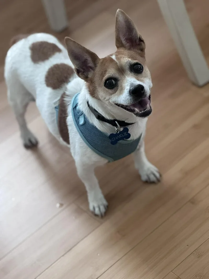 An adult small-sized female White / Cream Jack Russell Terrier dog named Mia for adoption in Oxford, WI