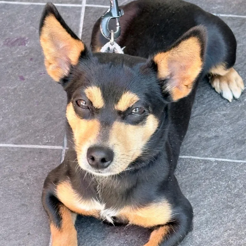 A young small-sized male Chihuahua dog named Crash for adoption in Los Angeles, CA