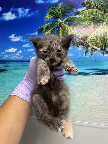 A young small-sized female Domestic Short Hair cat named B Riley for adoption in North Charleston, SC