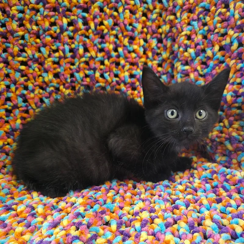 A baby small-sized male Black Domestic Short Hair cat named TRUStray for adoption in Mount Juliet, TN