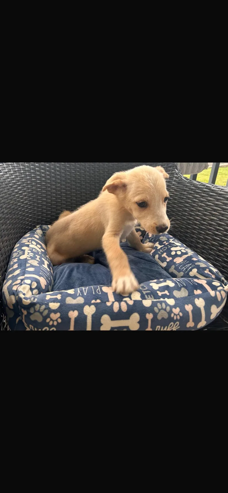 A baby small-sized male Jindo dog named Paulo for adoption in Virginia Beach, VA