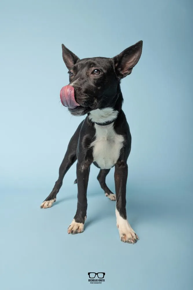 A young medium-sized female Tricolor (Brown, Black, & White) German Shepherd Dog dog named Wren for adoption in Palatine, IL