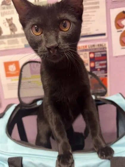 A young small-sized male Black Mixed Breed dog named 61654554 for adoption in El Paso, TX