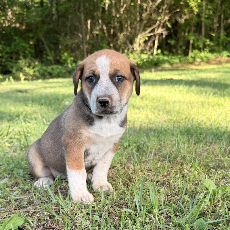 A baby medium-sized female Tricolor (Brown, Black, & White) Hound dog named Marley for adoption in Warrior, AL