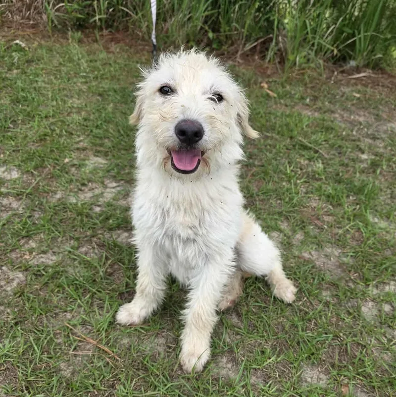 A baby medium-sized female White / Cream Goldendoodle dog named Dewey for adoption in Foley, AL