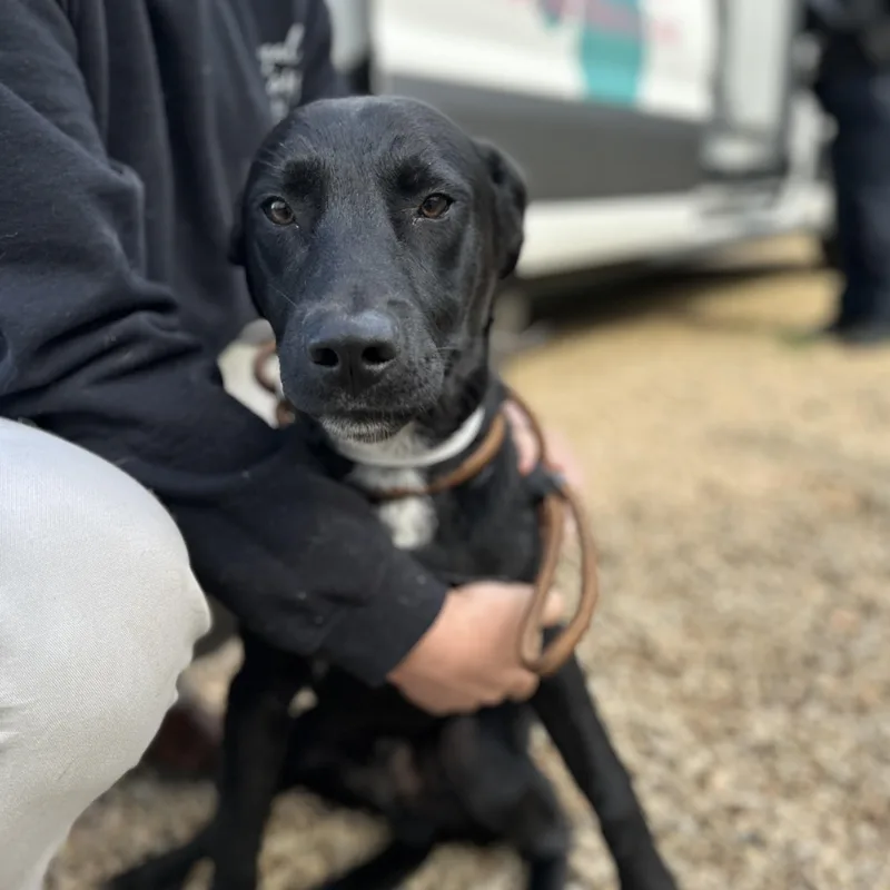 Rick O'shea thumbnail 2