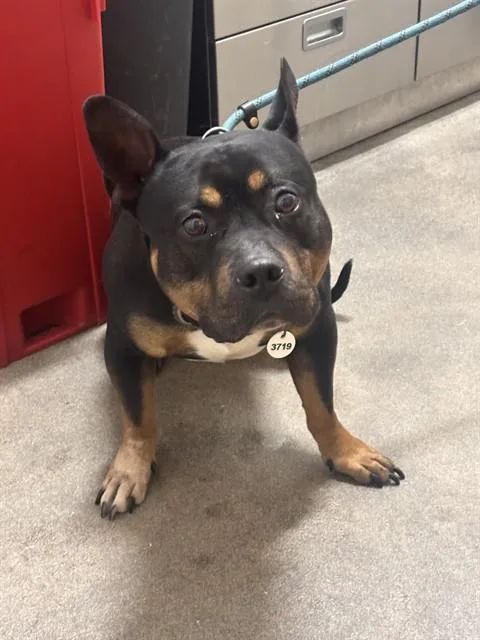 An adult medium-sized male Pit Bull Terrier dog named Bronx for adoption in Upper Marlboro, MD
