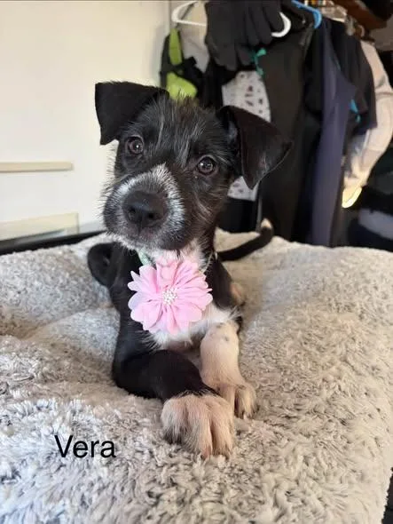 A baby medium-sized female Black Terrier dog named Vera for adoption in Poway, CA