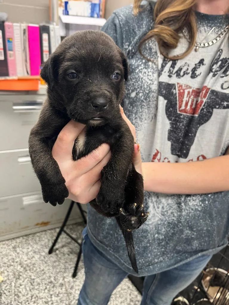 A baby small-sized male Terrier dog named Bruiser for adoption in Hopkinsville, KY