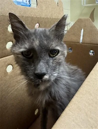 An adult small-sized female Domestic Short Hair cat named A for adoption in Sacramento, CA