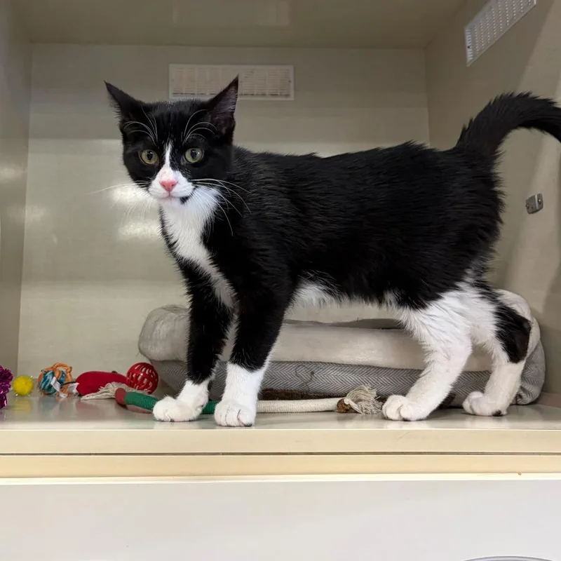 A young medium-sized male Black Domestic Short Hair cat named Toodles for adoption in St. Paul, MN
