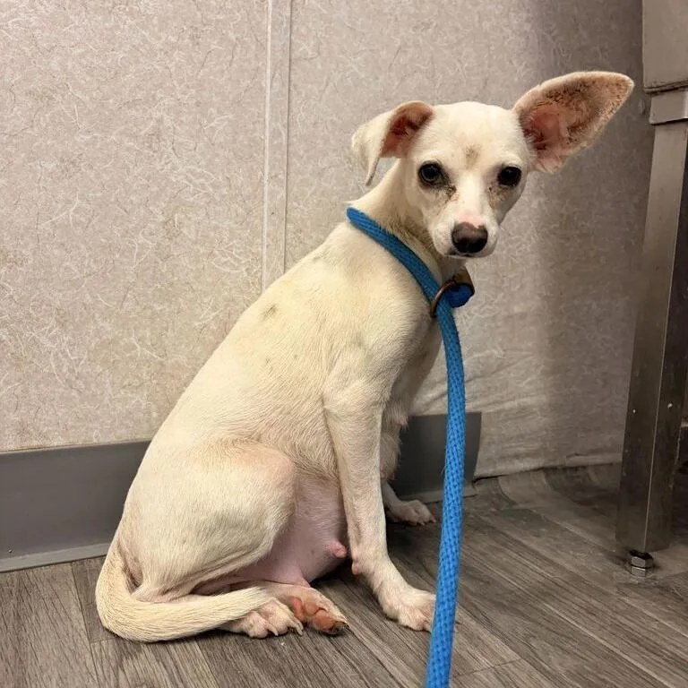 An adult small-sized female White / Cream Chihuahua dog named Jumbo Shrimp for adoption in Carencro, LA