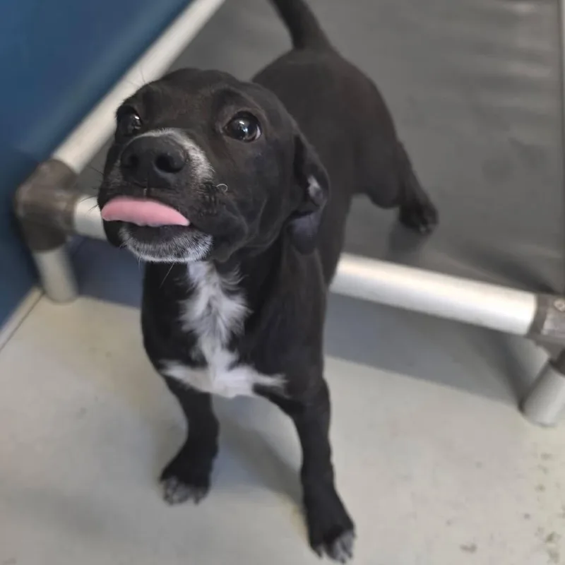 A baby medium-sized male Black Mixed Breed dog named Raider for adoption in San Francisco, CA